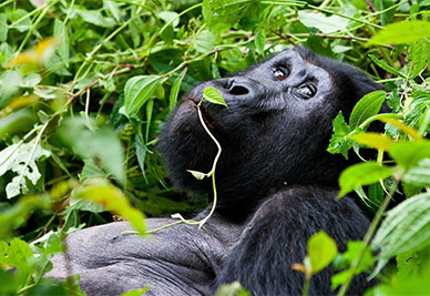 Green Route Africa: Gorilla