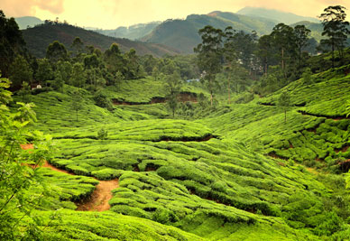 Tea plantations in state Kerala, India