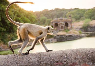 Gray Langur Monkey at Ranthambore Fort in Northern India